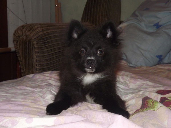 Владимир Серегин