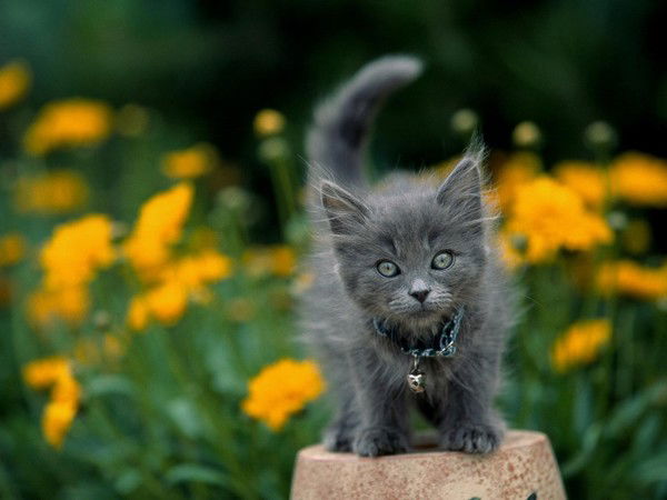 Евгений Яценко