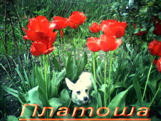 Ирина Винярская