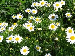 Галина Тимошенко