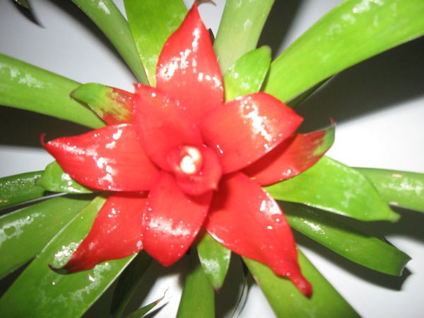 Елена Ильяшина