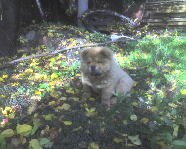 Людмила Скорик