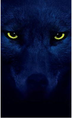 Судебный Пристав