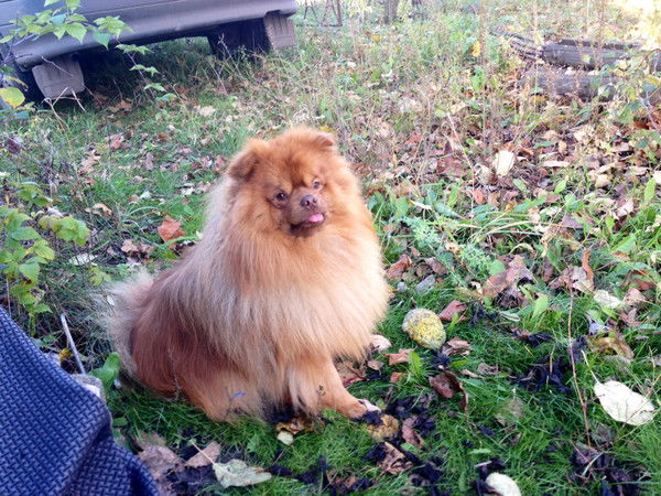 Михаил Вышегородских