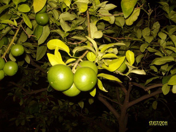 Николай Мотов