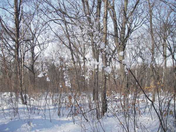 Наталья Осадчая