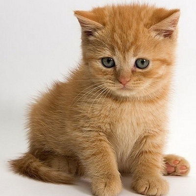 Влада Тарасова