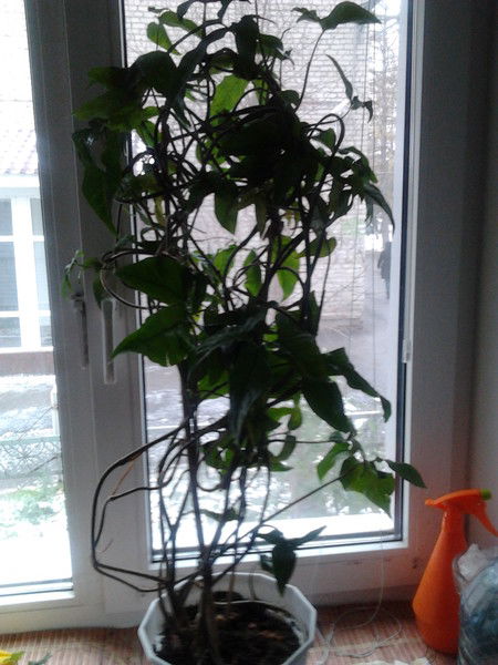 Ольга Чекмарева