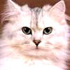 Tom Cat
