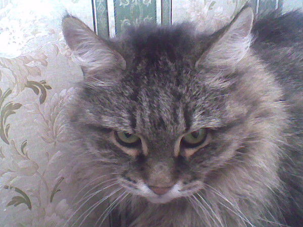 Дмитрий Николаевич