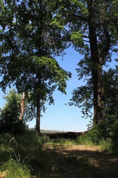 Дмитрий Логинов