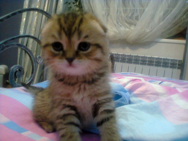 Петр Молодченко