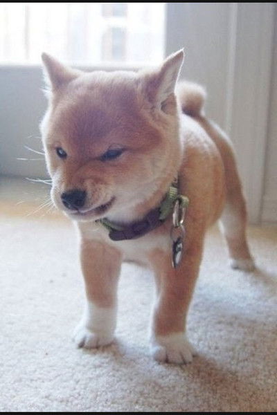 Дмитрий Бузыка