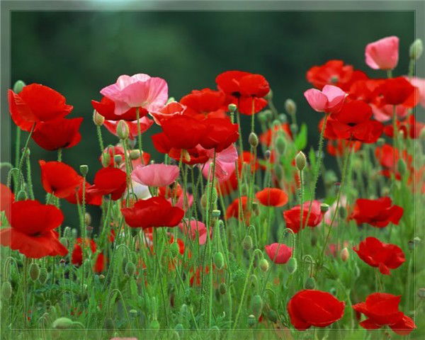 Людмила Серегина