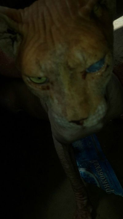 Александр Глазков