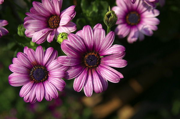 Эрна Энгель