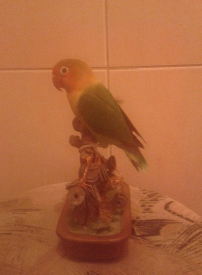 Вероника Шекоян