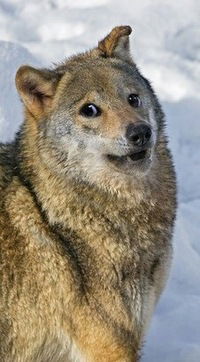 Артем Пачев