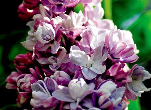 Гульжамал Канатбаева