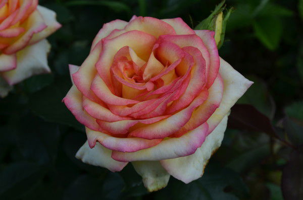 Елена Иванкина