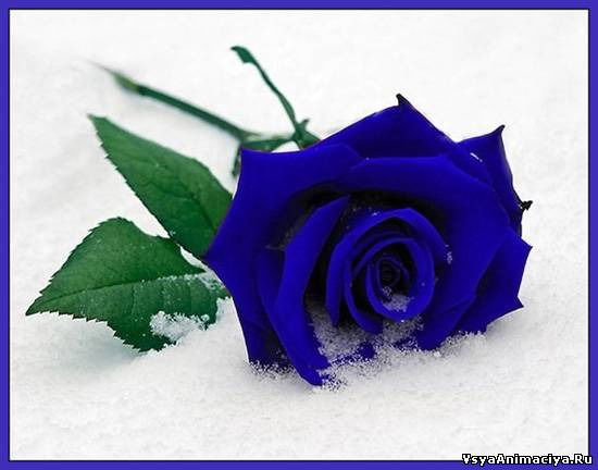 Баян Салыбаева