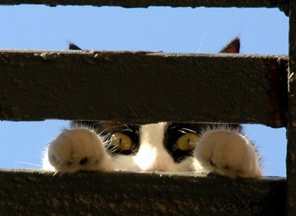 Оксана Абдуллаева