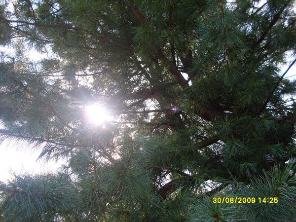 Елена Малкова