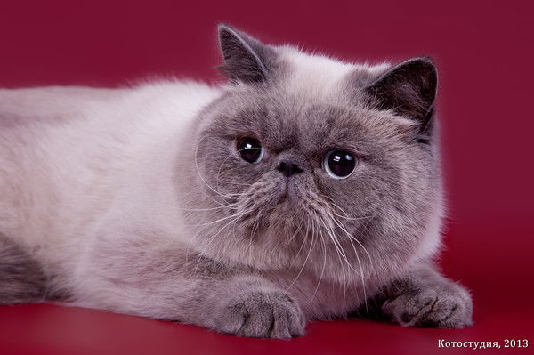 Наталия Хоменко