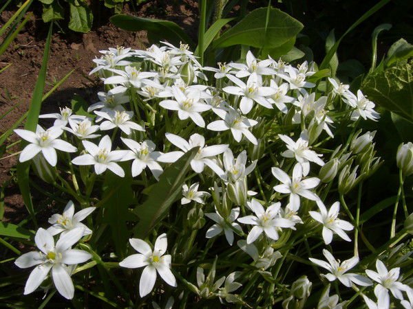 Ирина Маришина