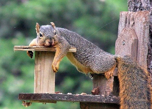 Олег Дубовик