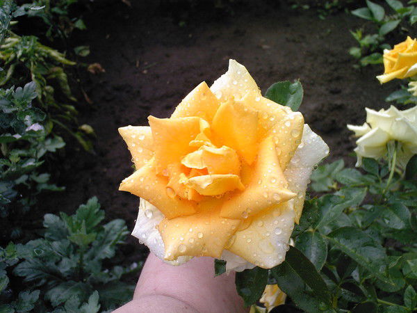 Лариса Колесник