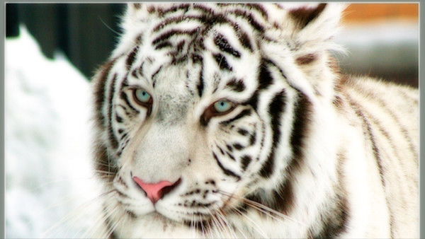 Гунча Пайзыева