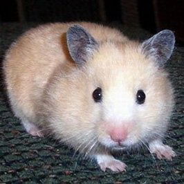 Светлана Леонова