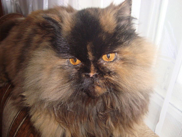 Алена Бестужева