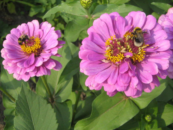 Вита Гераскина