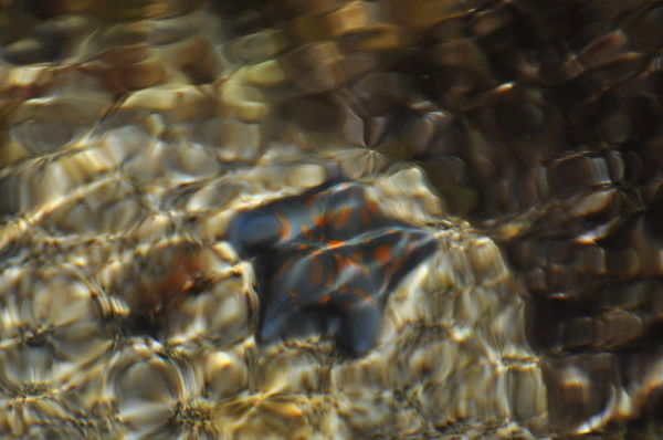 Андрей Свиньин