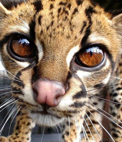 Вивиан Гордон