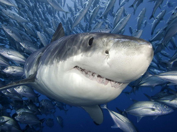 Александр Титов