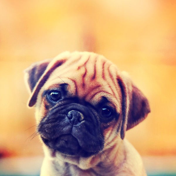 Анжелика Про 100