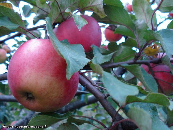 Рахатбуви Токаева