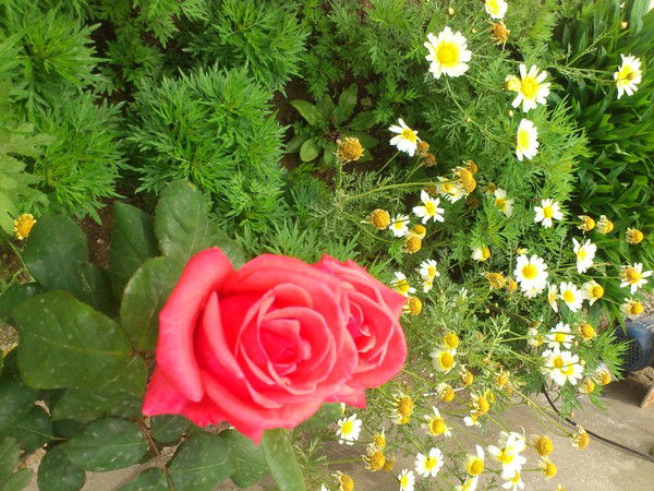 Альфия Гарипова