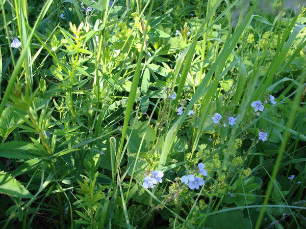 Нина Баранова