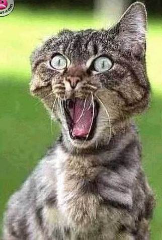 Лёша Тельнов