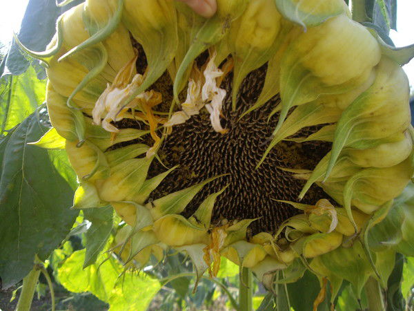 Оксана Чолакиди