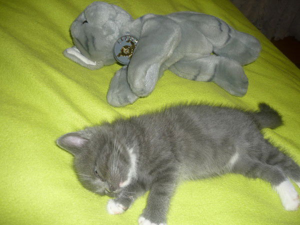 Елена Саввина