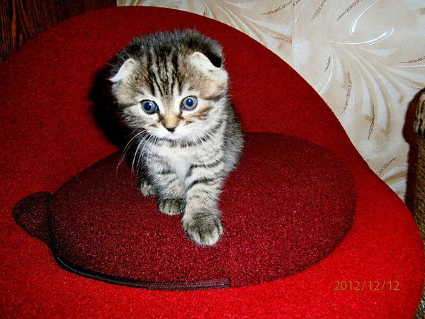 Алексей Кокорников