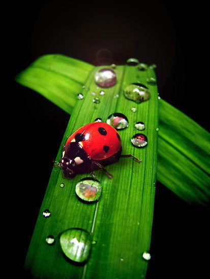 Наталья Yacech