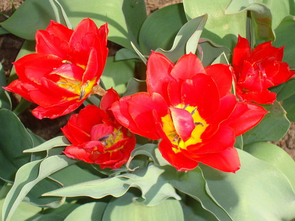 Жанылсын Умарова