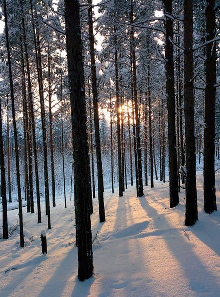 Янина Пахновская