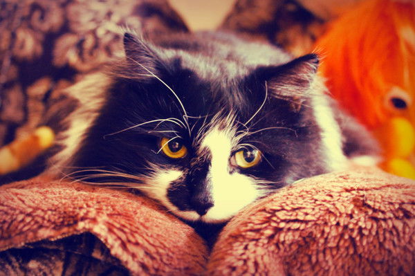 Марина Заблодская